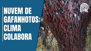 Miniatura do vídeo