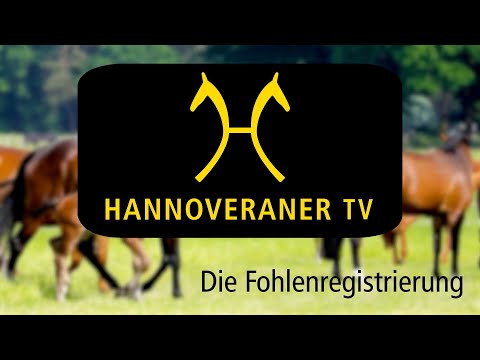 Hannoveraner TV -  Die Fohlenregistrierung