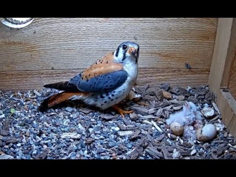 Cornell American Kestrel Cam ~Now there Are Four ~ 2 More Hatches & First Feeding 5.22.19
