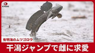 干潟ジャンプで雌に求愛 有明海のムツゴロウ