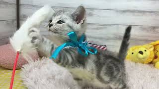 アメリカンショートヘアの動画01