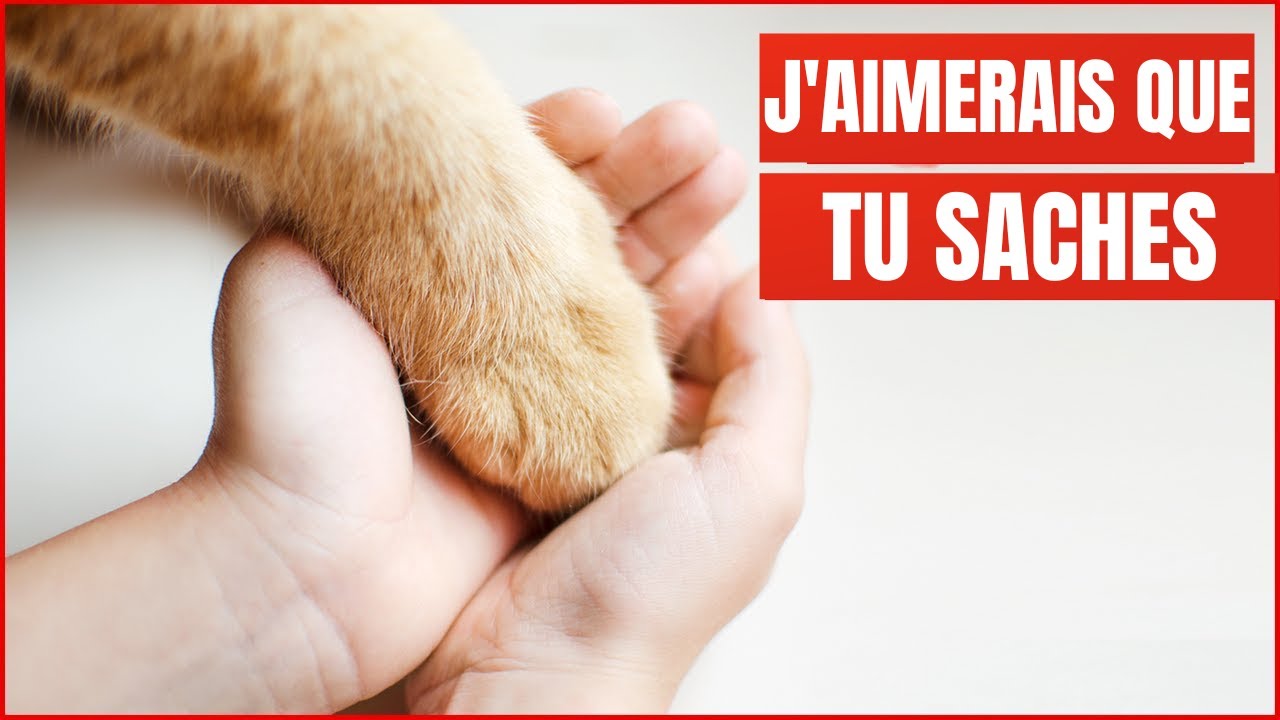 18 choses que votre Chat veut que vous sachiez