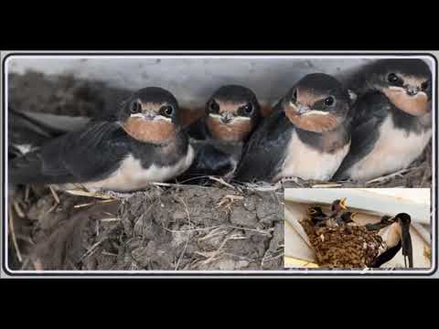 Solti Károly - Eresz alatt fecskefészek