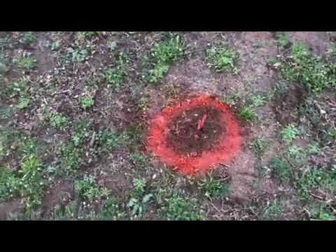 Tracking Moles With the Help from Robins in Middletown, NJ