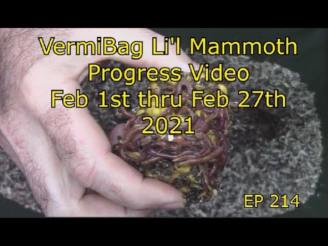 VermiBag  Ep 214  Li'l Mammoth Progress Video  Feb 1st thru Feb 27th 2021