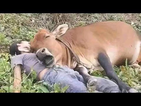 Rien ne peut vous préparer à cet amour entre l'animal et l'homme !