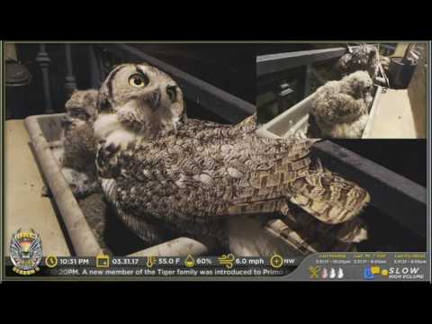 3.31.17/1017pm Rescue Owlet in nest, P S & A feeding.