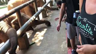 preview picture of video 'Elephant Nature Park in Chiang Mai, Thailand'