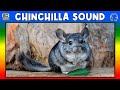🐭 CHINCHILLA SOUND - CHINCHILLA SOUND EFFECT - SOUND OF CHINCHILLA - NOISE OF CHINCHILLA