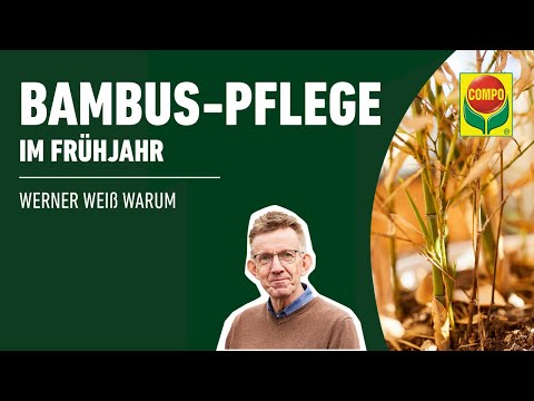 Bambus retten im Frühjahr | COMPO