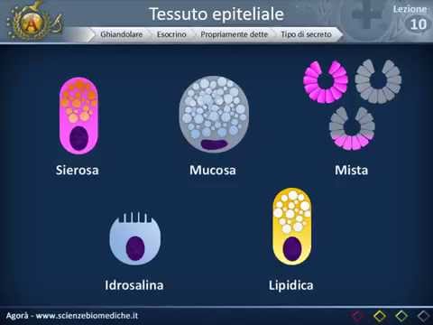 Istologia 10 - Ghiandole esocrine propriamente dette e cellule mioepiteliali