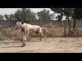 Horse Colic And Treatment