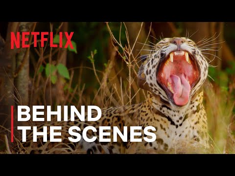 afbeelding Jaguar Rewilding [Subtitled]