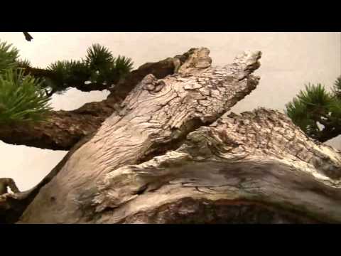 Bonsai - Impressionen Noelanders Trophy 2013