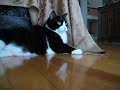 Cute Tuxedo Cat Is So Excited Playing With Her New Favorite Toy