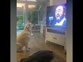 Cane Che Canta Insieme A Pavarotti 