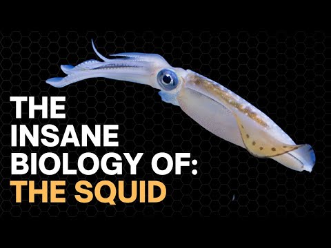 The Insane Biology of: The Squid