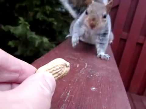 Squirrel will snap up Nut - Eichhörnchen snappt sich Nuss