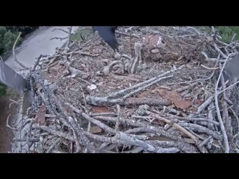 VGCCOsprey  ~ A Crow Grabs Youngest Osprey Chick ~ Mom Returns In Time 3.16.19