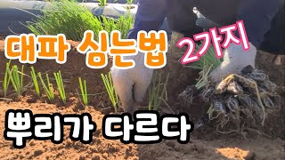 대파 심는법 2가지? 흰뿌리 아주 크게 만드는법  대~박이야
