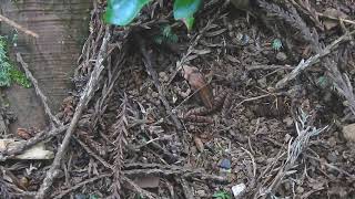 ムビる18483 20210725 001 ヤマアカガエル yamaakagaeru