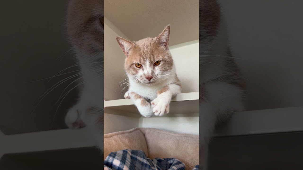 Enlarge Timothy, an adopted Domestic Short Hair in Eatontown, NJ video 4/6