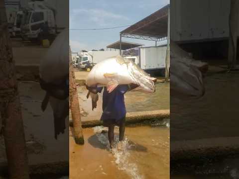 This is the biggest Barra we’ve ever seen and this guy is walking off with it on his shoulders 🐟🤯