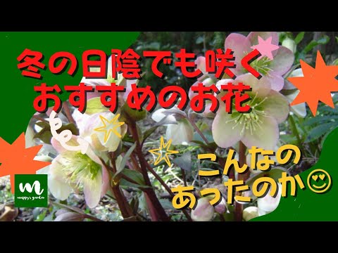 霜に耐えるスノードロップの花 寒い雪の庭 冬