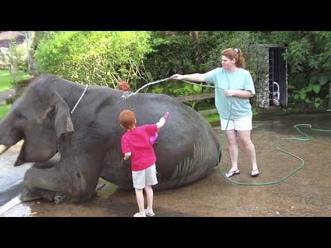 Washing the Elephant