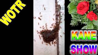 WOTR In The Morning He Called Me a  Peasant Ghosted!