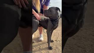 Video preview image #1 Mutt Puppy For Sale in Goodyear, AZ, USA