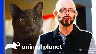 This Kitten Needs Activity Or Else He'll Misbehave! | My Cat From Hell