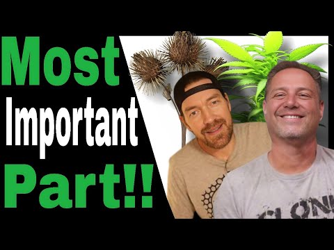 Managing Temperature and Humidity for Optimal Cannabis Growth