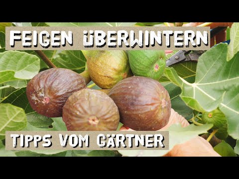 Overwintering figs successfully - outdoors and indoors