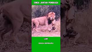 Download lagu SINGA MEMANGSA ANJING LIAR AFRIKA #hewanbuas #singa #satwaliar #alamliar #duniahewan #animal #shorts mp3