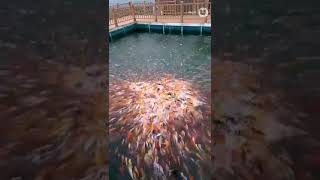 preview picture of video 'मछली पालन वारिज पटेल'