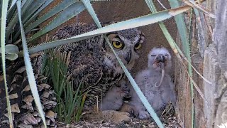 Owlets Swallow Rat Tails For Dessert At Great Horned Owl Nest – April 17, 2024