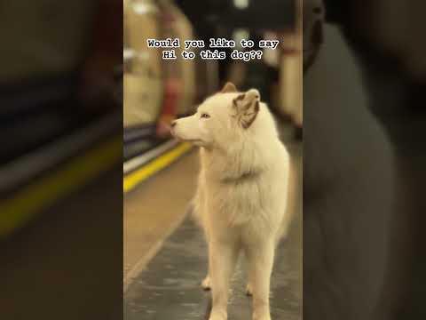 Yes or No?? #tfl #trains #dog #youtubeshorts #youtube #pet #viral #london