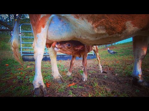 The 1 Day We DIDN'T WANT IT TO HAPPEN... A CALF IS BORN