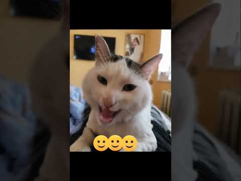 BARTAS #cat #denimjacket #music #teamwork #song