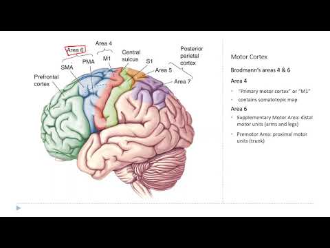 OSSM Neuro Chapter 14 - The Motor Cortex