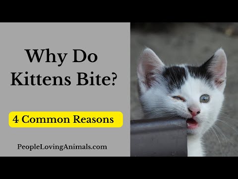 Why Do Kittens Bite? 4 Commons Reasons Plus Help to Stop Your Kitten from Biting