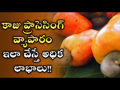 Cashew Nut Processing Business in Telugu | News6G