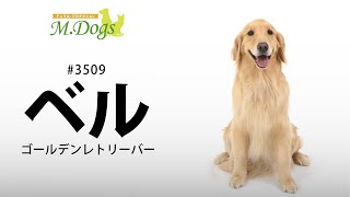 ペットモデル　ベル