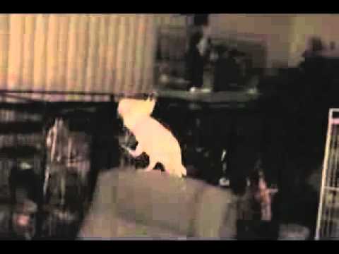 Kakadu tanzt "Everybody" (Backstreet Boys)