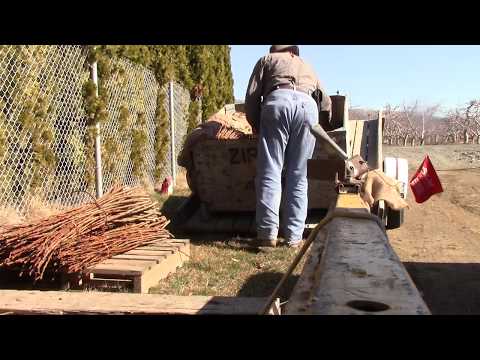 Grafting Season 2018 - day 15 - a new day a new job