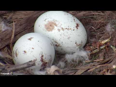 Big Red Takes A Break For Close Up On Eggs – March 27, 2019