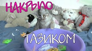 Сладун потерялся в квартире!!! Ищем котёнка!