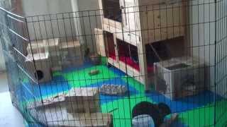 Rabbit Cage Tour March 2014