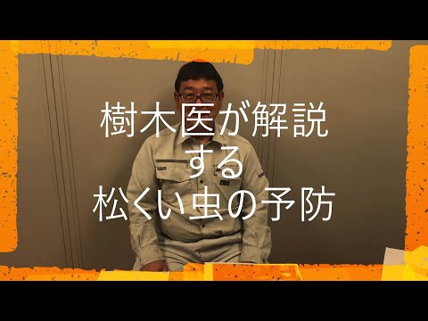 ブルーティアマツ